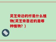 灵芝旁边的杆是什么植物(灵芝旁靠近的是哪种植物？)
