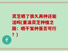 灵芝晒了很久再种还能活吗(重温灵芝种植之路：晒干复种是否可行？)