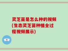 灵芝苗是怎么种的视频(生态灵芝苗种植全过程视频展示)