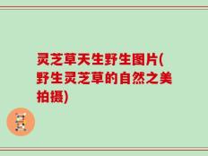 灵芝草天生野生图片(野生灵芝草的自然之美拍摄)