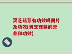 灵芝菇芽有功效吗图片及功效(灵芝菇芽的营养和功效)