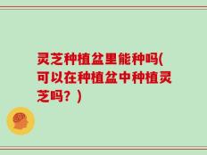灵芝种植盆里能种吗(可以在种植盆中种植灵芝吗？)