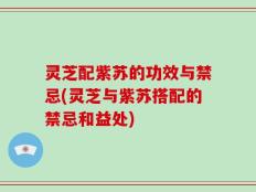 灵芝配紫苏的功效与禁忌(灵芝与紫苏搭配的禁忌和益处)