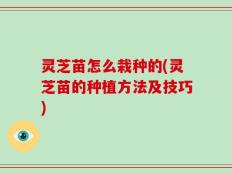 灵芝苗怎么栽种的(灵芝苗的种植方法及技巧)
