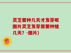灵芝要种几天才发芽呢图片灵芝发芽需要种植几天？-图片)