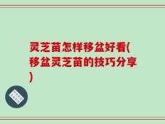 灵芝苗怎样移盆好看(移盆灵芝苗的技巧分享)
