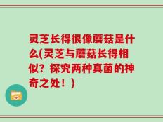 灵芝长得很像蘑菇是什么(灵芝与蘑菇长得相似？探究两种真菌的神奇之处！)