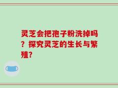 灵芝会把孢子粉洗掉吗？探究灵芝的生长与繁殖？