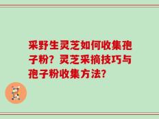 采野生灵芝如何收集孢子粉？灵芝采摘技巧与孢子粉收集方法？