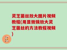 灵芝菌丝放大图片视频教程(用显微镜放大灵芝菌丝的方法教程视频)