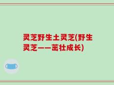 灵芝野生土灵芝(野生灵芝——茁壮成长)