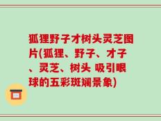 狐狸野子才树头灵芝图片(狐狸、野子、才子、灵芝、树头 吸引眼球的五彩斑斓景象)