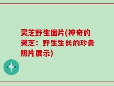 灵芝野生图片(神奇的灵芝：野生生长的珍贵照片展示)