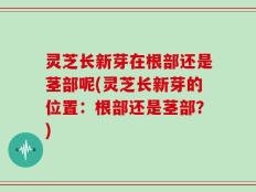 灵芝长新芽在根部还是茎部呢(灵芝长新芽的位置：根部还是茎部？)