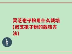 灵芝孢子粉用什么栽培(灵芝孢子粉的栽培方法)