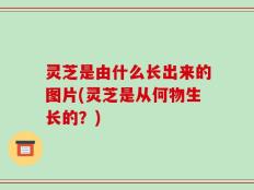 灵芝是由什么长出来的图片(灵芝是从何物生长的？)
