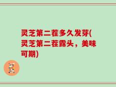 灵芝第二茬多久发芽(灵芝第二茬露头，美味可期)