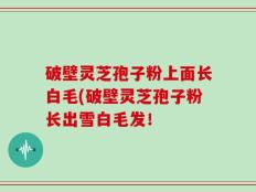 破壁灵芝孢子粉上面长白毛(破壁灵芝孢子粉长出雪白毛发！