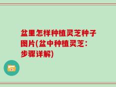 盆里怎样种植灵芝种子图片(盆中种植灵芝：步骤详解)