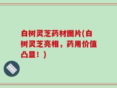 白树灵芝药材图片(白树灵芝亮相，药用价值凸显！)