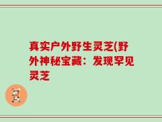 真实户外野生灵芝(野外神秘宝藏：发现罕见灵芝