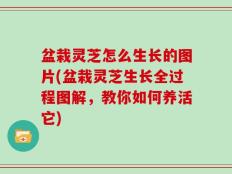 盆栽灵芝怎么生长的图片(盆栽灵芝生长全过程图解，教你如何养活它)