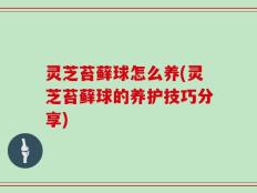 灵芝苔藓球怎么养(灵芝苔藓球的养护技巧分享)