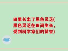 田里长出了黑色灵芝(黑色灵芝在田间生长，受到科学家们的赞誉)