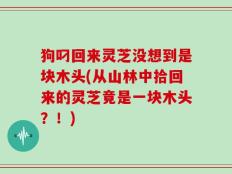 狗叼回来灵芝没想到是块木头(从山林中拾回来的灵芝竟是一块木头？！)