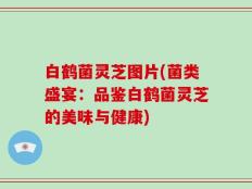 白鹤菌灵芝图片(菌类盛宴：品鉴白鹤菌灵芝的美味与健康)
