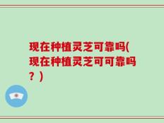 现在种植灵芝可靠吗(现在种植灵芝可可靠吗？)