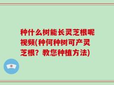 种什么树能长灵芝根呢视频(种何种树可产灵芝根？教您种植方法)