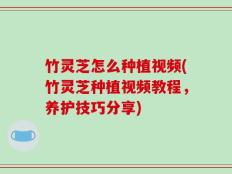 竹灵芝怎么种植视频(竹灵芝种植视频教程，养护技巧分享)