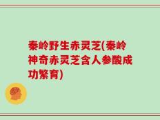 秦岭野生赤灵芝(秦岭神奇赤灵芝含人参酸成功繁育)
