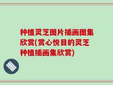 种植灵芝图片插画图集欣赏(赏心悦目的灵芝种植插画集欣赏)