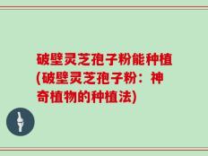 破壁灵芝孢子粉能种植(破壁灵芝孢子粉：神奇植物的种植法)