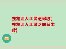 独龙江人工灵芝采收(独龙江人工灵芝收获丰收)