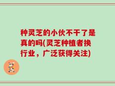 种灵芝的小伙不干了是真的吗(灵芝种植者换行业，广泛获得关注)
