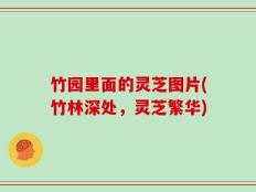 竹园里面的灵芝图片(竹林深处，灵芝繁华)