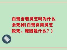 白鹭含着灵芝吗为什么会死掉(白鹭食用灵芝致死，原因是什么？)