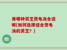 用哪种灵芝煲龟汤合适呢(如何选择适合煲龟汤的灵芝？)