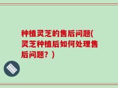 种植灵芝的售后问题(灵芝种植后如何处理售后问题？)