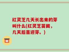 红灵芝几天长出来的芽叫什么(红灵芝苗圃，几天后喜迎芽。)