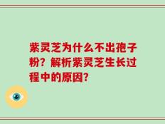 紫灵芝为什么不出孢子粉？解析紫灵芝生长过程中的原因？
