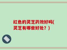 红色的灵芝药效好吗(灵芝有哪些好处？)