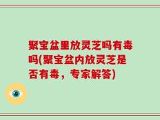 聚宝盆里放灵芝吗有毒吗(聚宝盆内放灵芝是否有毒，专家解答)