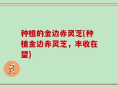 种植的金边赤灵芝(种植金边赤灵芝，丰收在望)