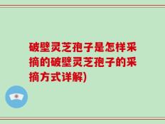 破壁灵芝孢子是怎样采摘的破壁灵芝孢子的采摘方式详解)