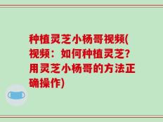 种植灵芝小杨哥视频(视频：如何种植灵芝？用灵芝小杨哥的方法正确操作)