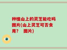 种植山上的灵芝能吃吗图片(山上灵芝可否食用？  图片)